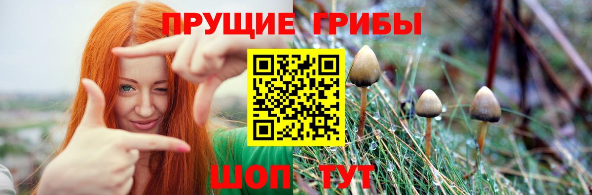 Псилоцибиновые грибы Cubensis  Вход с VPN  Кашира  Псилоцибиновые грибы Cubensis 